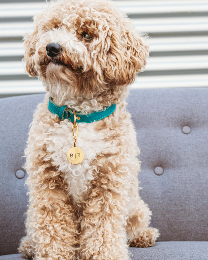 Hondje met gouden hondenpenning met initialen