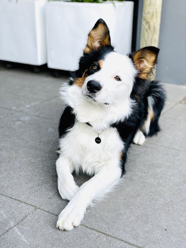 Hond heeft zwarte penning aan halsband