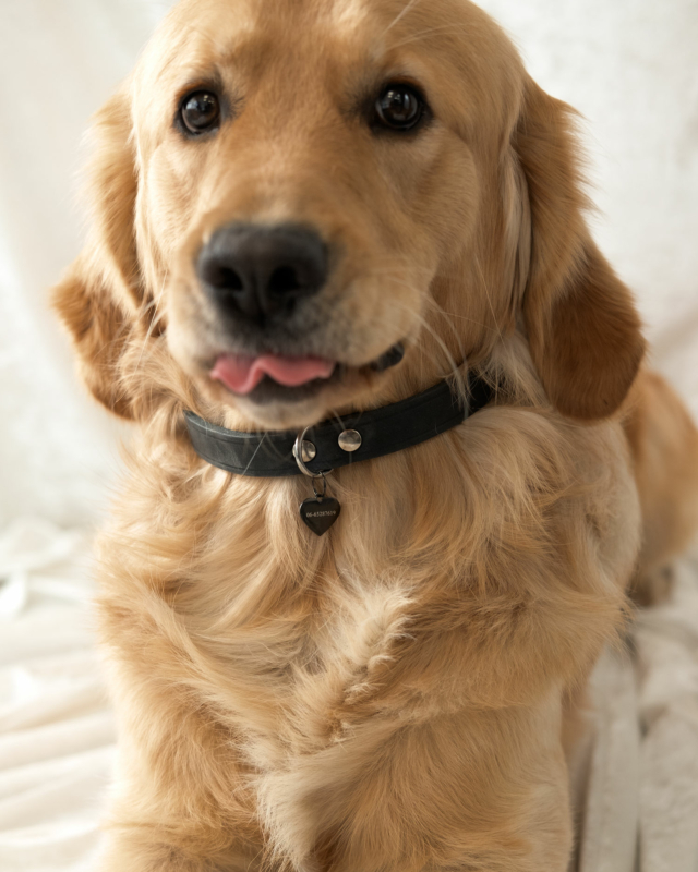 De hond draagt de hondenpenning zwart met hartje die je kan laten graveren