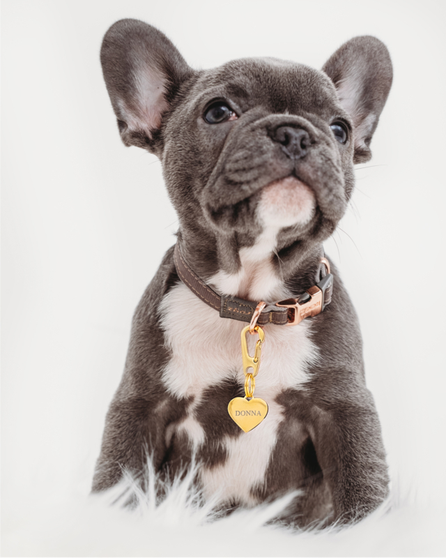 Goudkleurige hondenpenning bij hondje