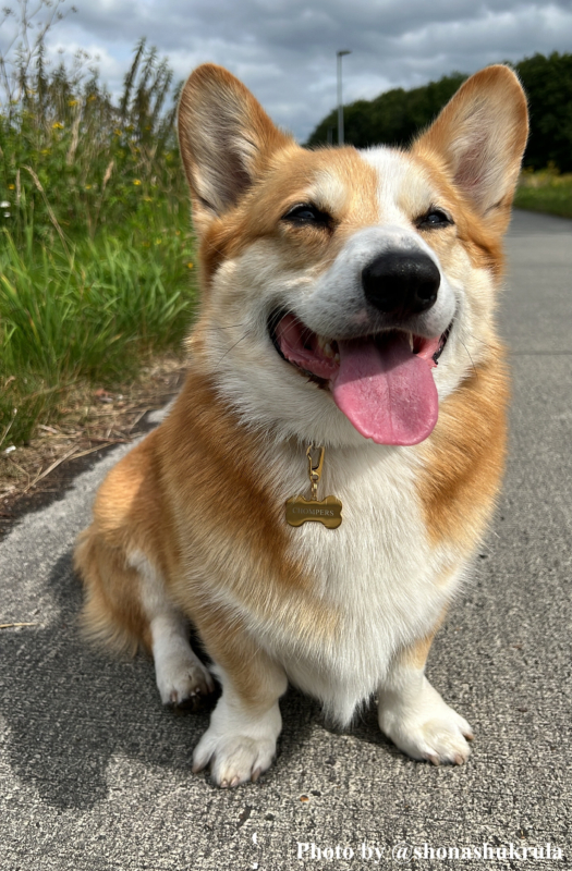 Hond heeft hondenpenning met gravering aan halsband hangen