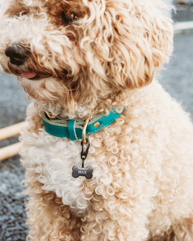 Hondje met zwarte hondenpenning met naam