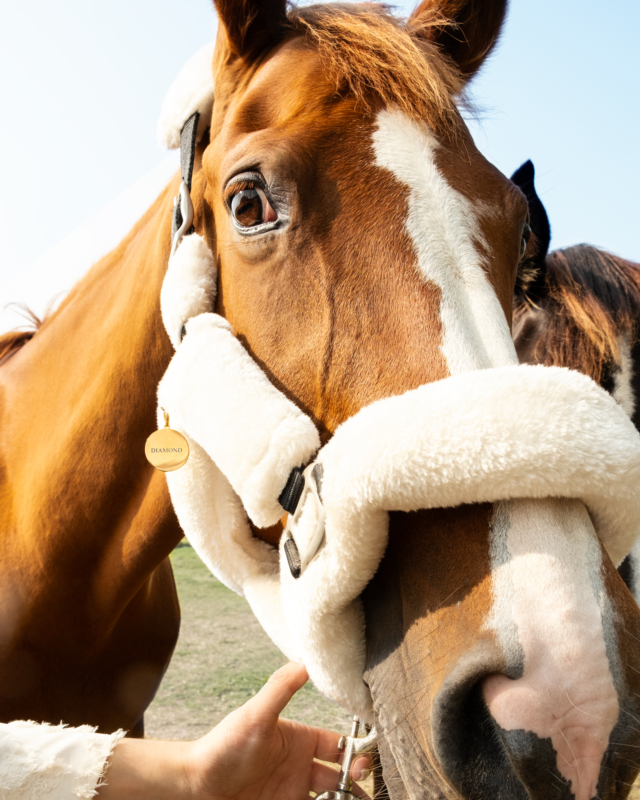 Paardenpenning in het goud