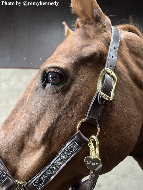 Paard met gouden paardenpenning