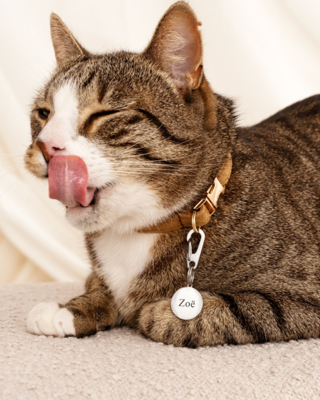 zilveren ronde kattenpenning met naam bij bruine kat