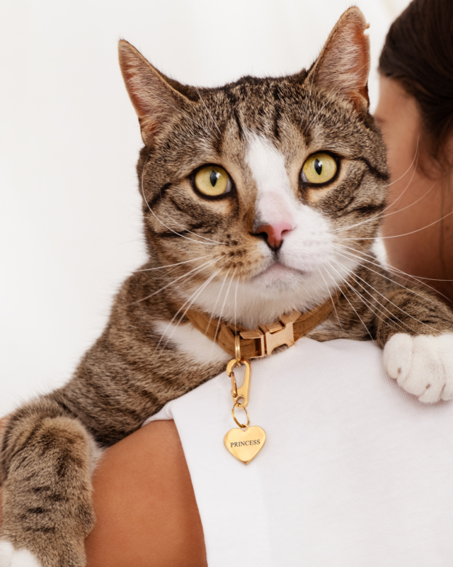 Gouden kattenpenning bij kat