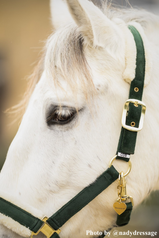 Gouden paardenpenning bij influencers