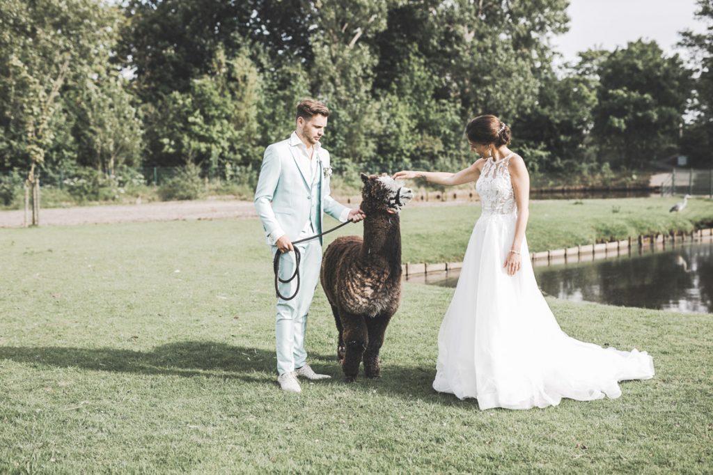 Bruidspaar met alpaca in natuur