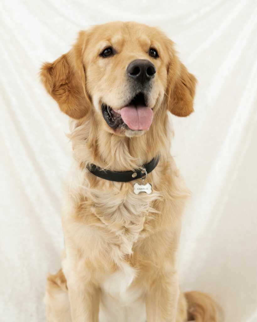 Hond met zilveren penning aan halsband